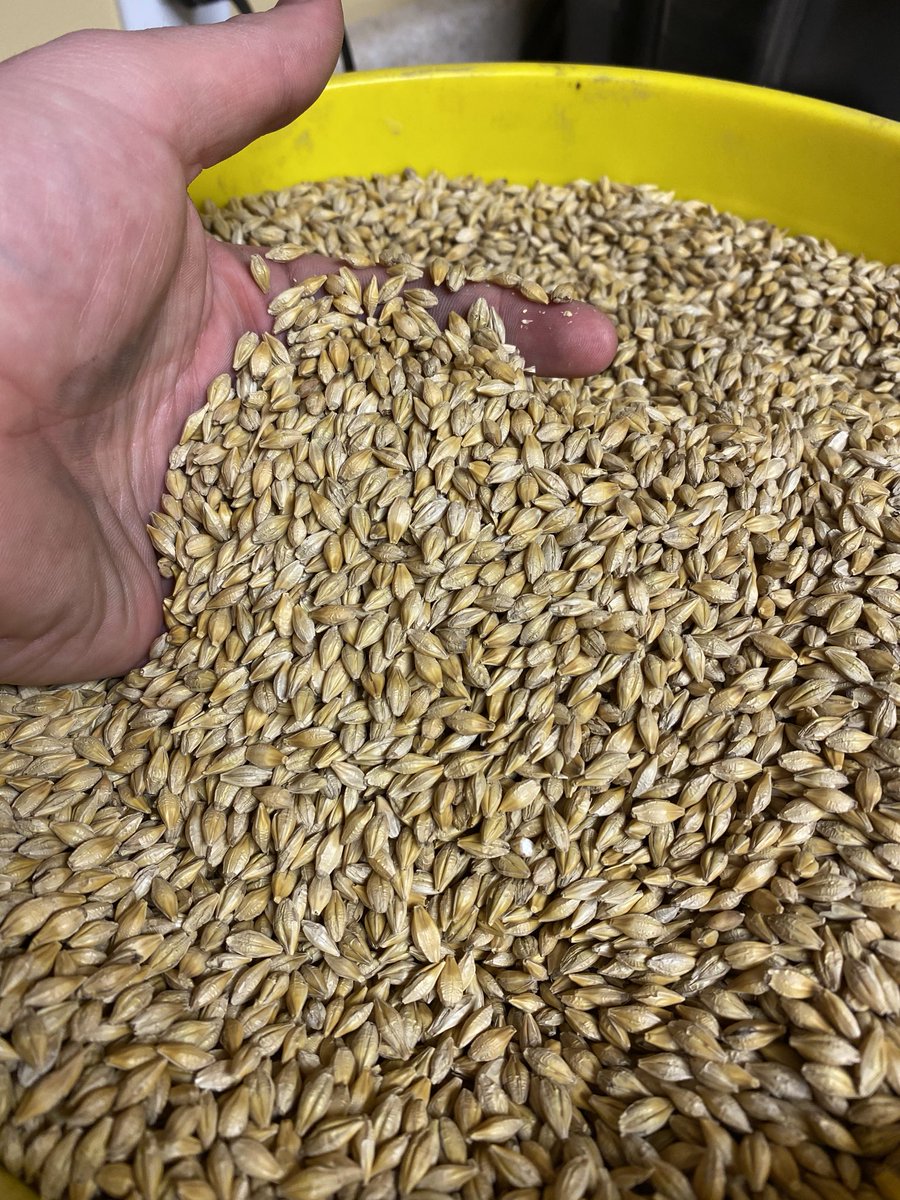 southern_seed0's tweet photo. Had to check the calibration on the meter to make sure after this one!
Certified Conlon Barley 59.2lb/bu !
Mustโve been the @PowerRichCorp fertilizer and PowerRoot! #SeedChat #Plant21 https://t.co/n93vpXPxba