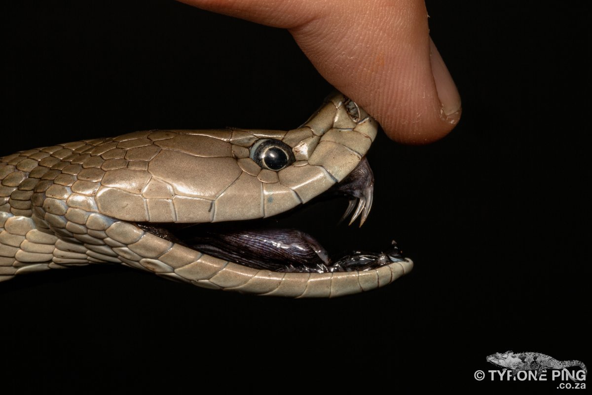 When you encounter it, it is best to remain calm and back away from it slowly.