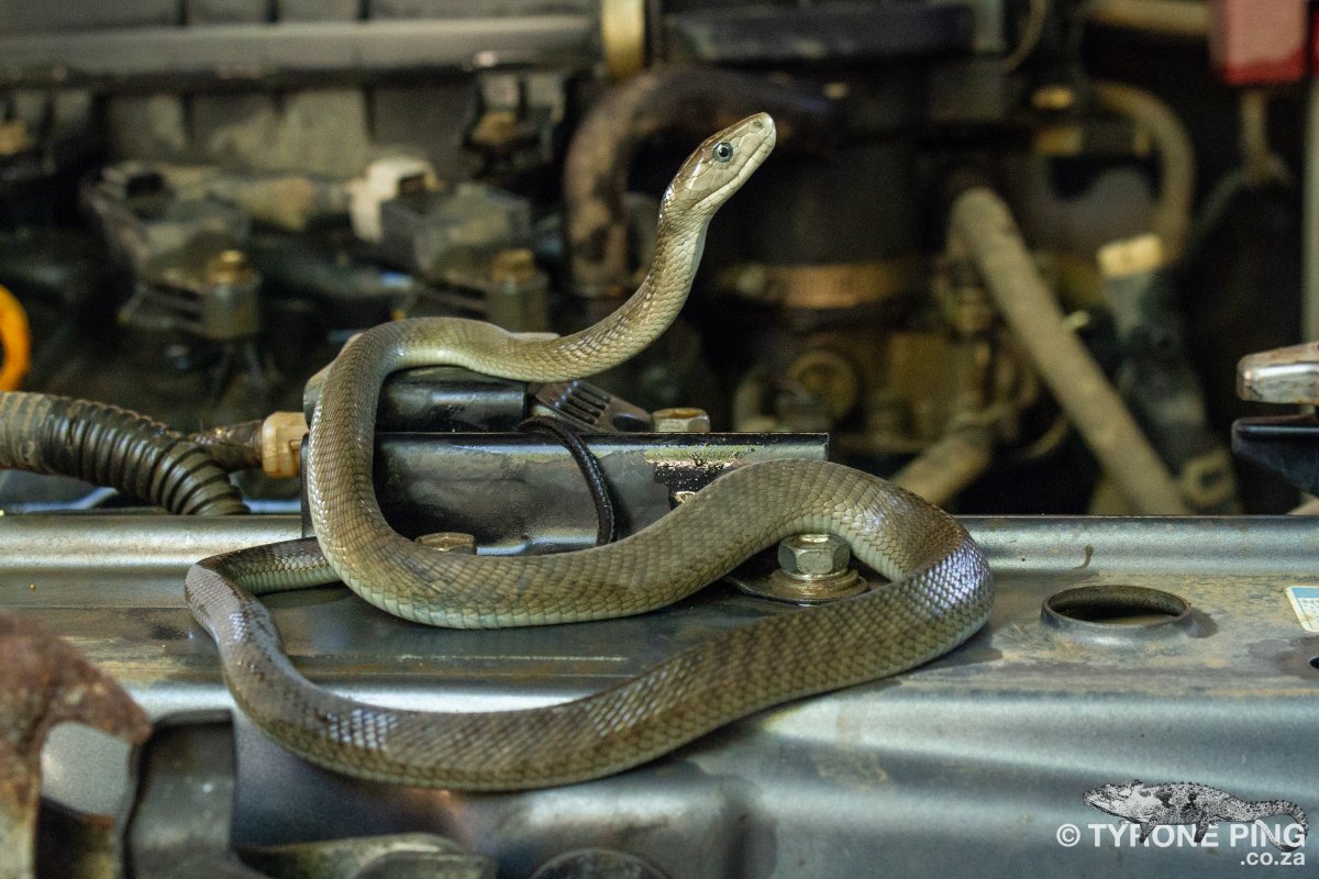 When cornered this snake will attack repeatedly injecting highly potent neuro & cardio toxin venom in its victims. Death can result in 20mims after being bitten. It is both a terrestrial & arboreal snake. It has nasty reputation for being the most feared snake in Africa.