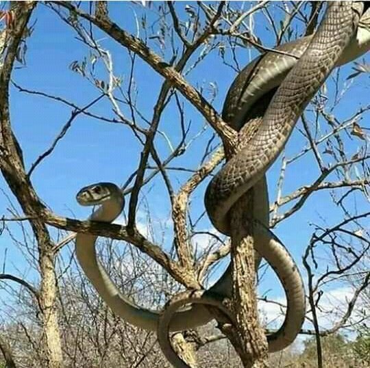 When cornered this snake will attack repeatedly injecting highly potent neuro & cardio toxin venom in its victims. Death can result in 20mims after being bitten. It is both a terrestrial & arboreal snake. It has nasty reputation for being the most feared snake in Africa.