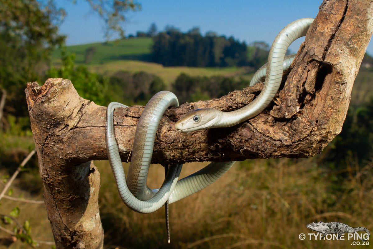 When you encounter it, it is best to remain calm and back away from it slowly.