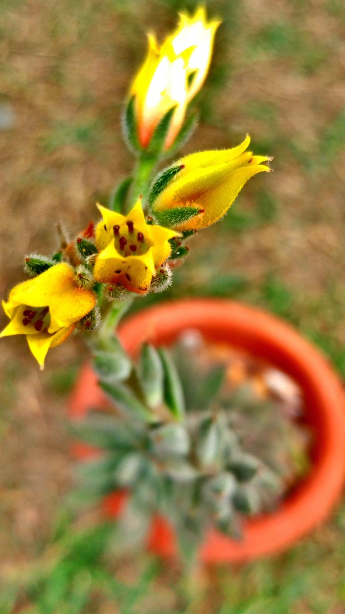 LucDeFort's tweet photo. . ⭐️ Daily Life Glimpses ⭐️
" Yellow beauty! "
Image and text by:
Daniel Rojas @dj_rsemko
Virtual Office Assistant @ SIR Cinema Studios
#LucDeFort #DailyLifeGlimpses #Crew #SIRCS https://t.co/jMQDyA7KZL