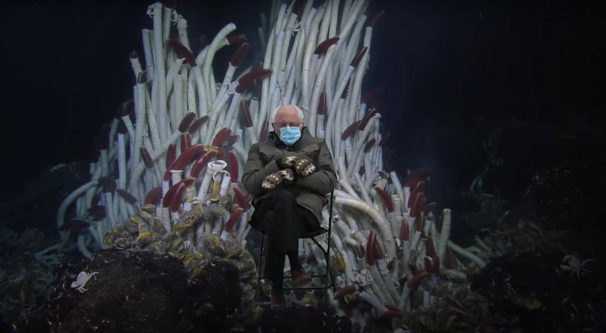 The largest deep-sea hydrothermal vent tubeworms are approximately THREE BERNIES tall. With these tubeworms from  @edyong209's video being slightly smaller than the maximum Burnies measured, at roughly two Bernies total length. Tube worm image source:  https://bit.ly/396qJ8Z 