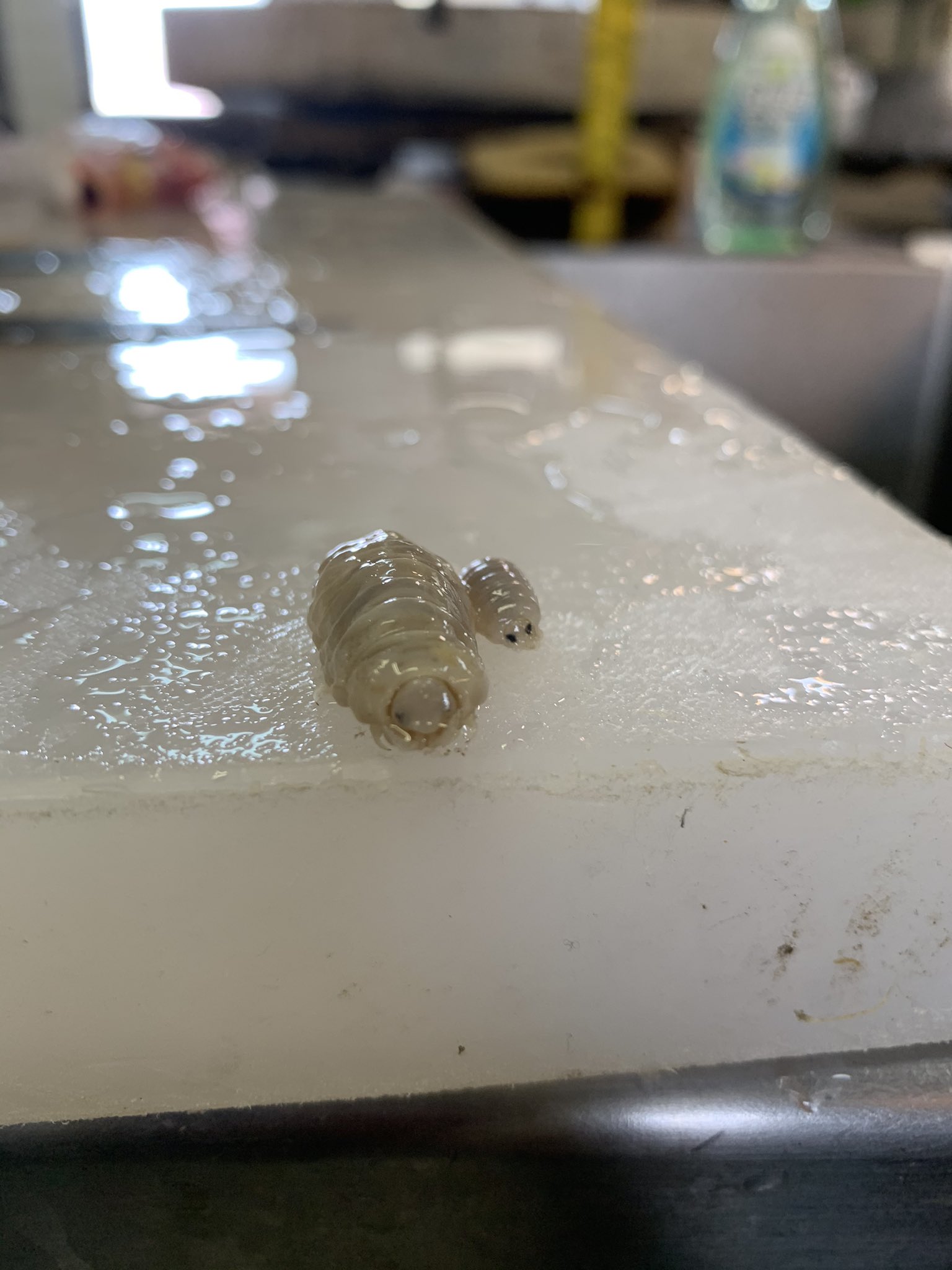 なごみ庵 公式 熊本 先ほど生物の正体はタイノエといいまして 天然の鯛類の口の中にいる寄生虫です エイリアン みたいですが 仮に食べても人間には無害です 何故かいつもペアでいます T Co X93gkjvkif Twitter