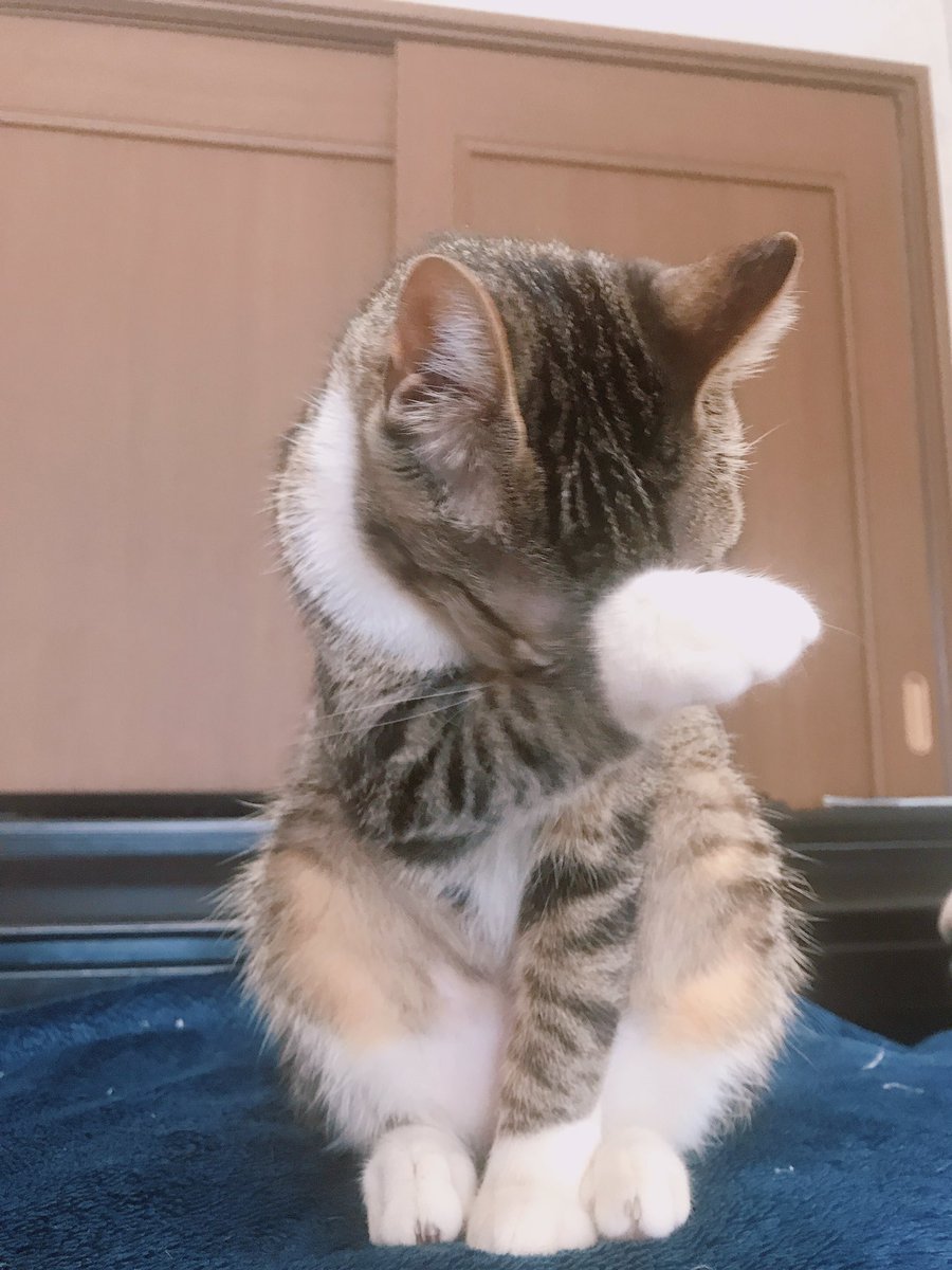 むぎ On Twitter まだねむーい 猫 子猫 保護猫出身 むぎちゃん ねこのひげチャンネル 猫好き 猫写真