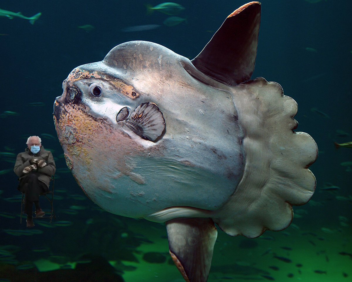 Even though they start life no bigger than a small seed, the giant ocean sunfish (Mola mola) can eventually grow to 3.3 Bernies long!