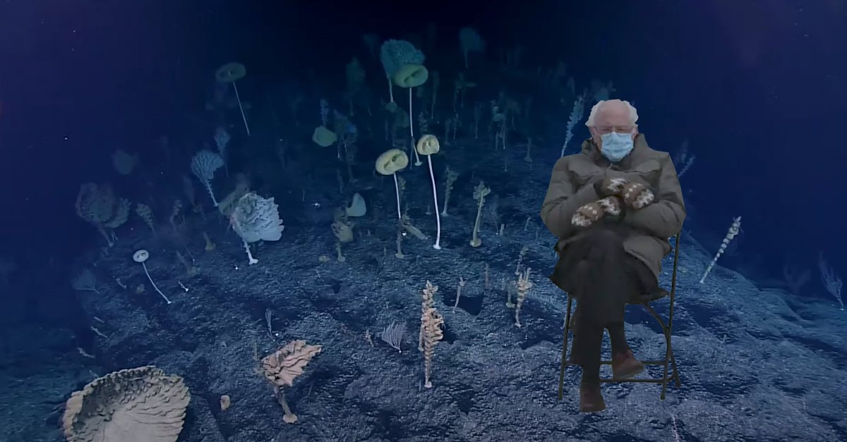 Here is a Bernie for scale among the "Forest of the Weird," a reef of deep-sea carnivorous sponges. Sponges form  @oceanexplorer  https://bit.ly/35ZWvCo Video:  https://twitter.com/RebeccaRHelm/status/1352395591129698308