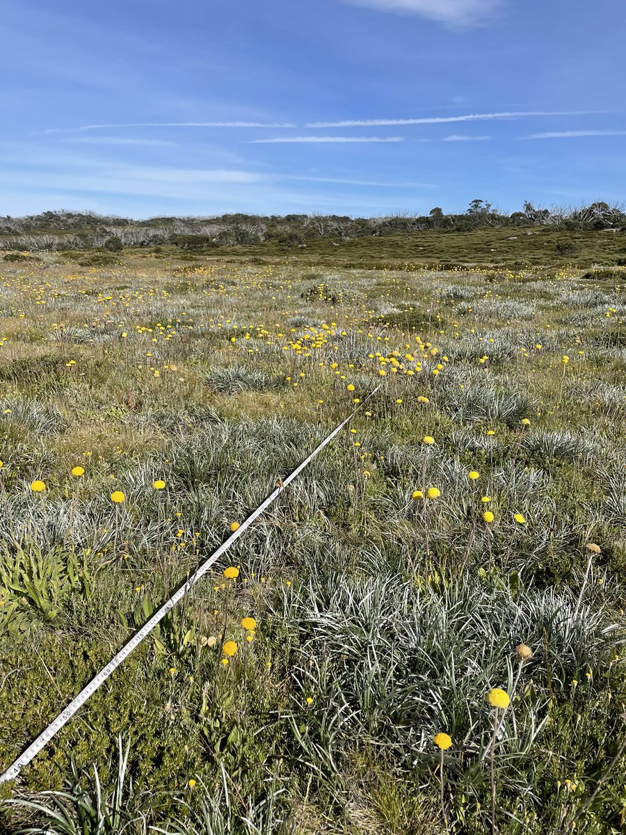 jmorganecology's tweet photo. “Maisie’s Plot” turns 75 yrs old in 2021. Designed by the indomitable Maisie Fawcett as a simple grazing exclosure to look at cattle effects on alpine range condition. Relied on point quadrats to detect change. Now providing insight into drought, fire and cyclic succession #LTERN https://t.co/9aSRiPFGQ2