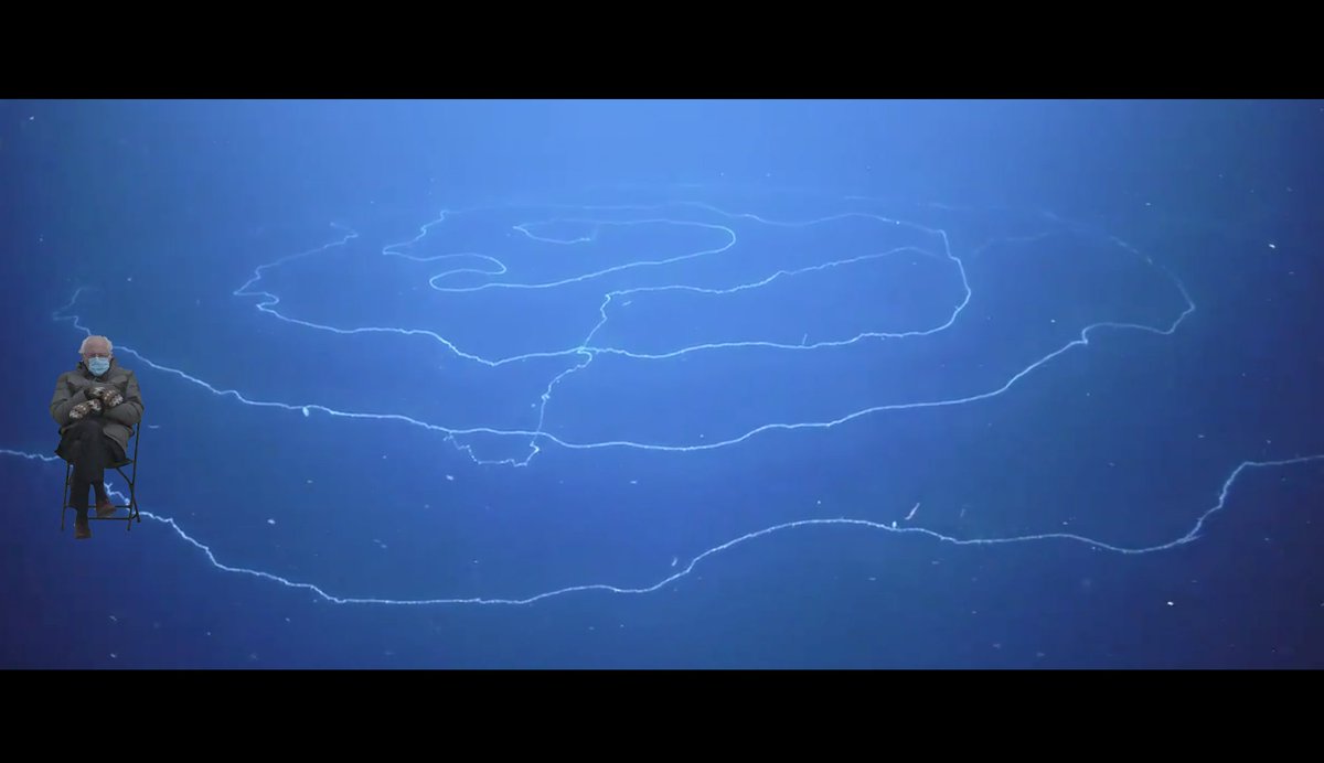 This giant deep-sea jelly, know as a siphonophore, is roughly THIRTY BERNIES long!! This amazing animal was filmed by  @SchmidtOcean, with info of these "curtains of death*" here:  https://twitter.com/RebeccaRHelm/status/1247238896766914567*No touching recommended for Real Bernies.