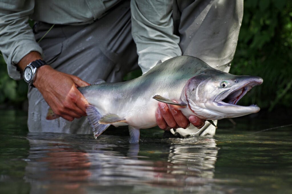 Chris Wood (@cwoodtrout) on Twitter photo The Biden Administration can ensure the Tongass National Forest remains a fish factory. <a href="/TroutUnlimited/">Trout Unlimited</a> #flyfishing. tu.org/blog/helping-t… The Biden Administration can ensure the Tongass National Forest remains a fish factory. <a href="/TroutUnlimited/">Trout Unlimited</a> #flyfishing. tu.org/blog/helping-t…