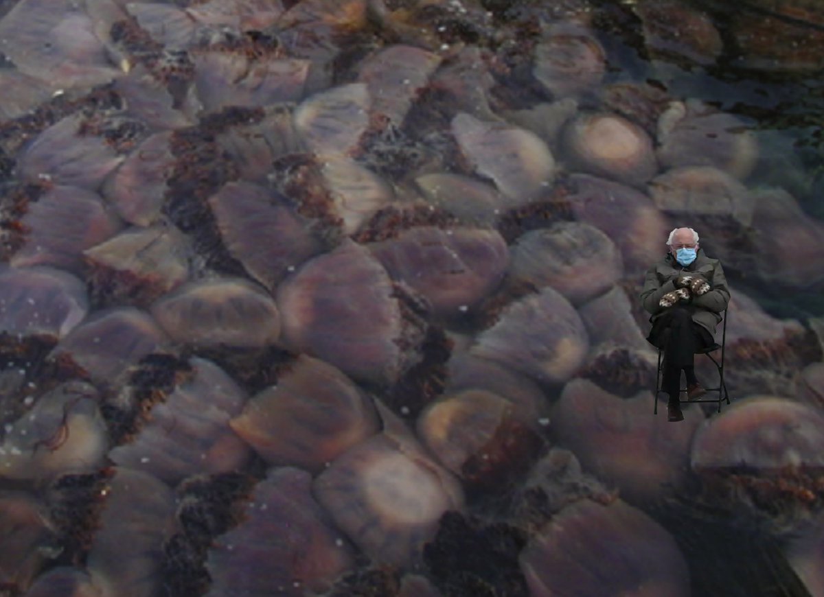 And finally, the world's heaviest jellyfish can weigh as much as a washing machine and be up to 2 Bernies wide! Ships unlucky enough to catch these jellies in their nets are even at risk for sinking! Jellyfish image form:  http://bit.ly/3sNTmj6 