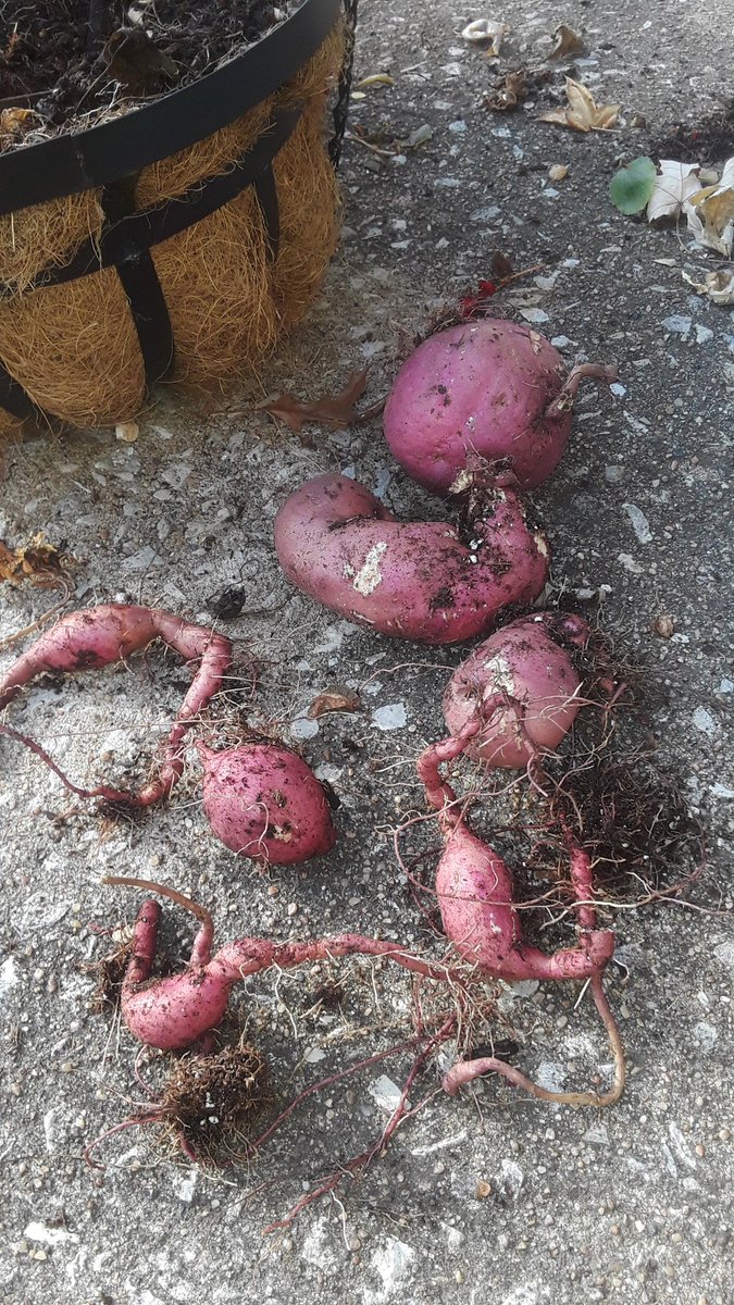 JeffreyScott17's tweet photo. ๐คฃ Natures way of telling me I need more #potatoes in my diet lol!
#Begonias #HangingBasket #Cleanout #Gardening #HomeAndGarden #Backyard #TrueValue #Surprise #Found #Funny #Plants #Flowers #DIY #NowGrow
#JeffreysLittleVilla #JLV #Grow
๐ธ New video! --> https://t.co/p9Nolysw5z https://t.co/Ar8zQiarwF