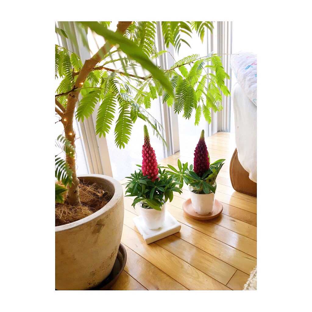 Estheticroom Mysalon 営業時間についてのお知らせ T Co Jvgcrbbib6 代々木上原エステ 代々木上原 代々木上原よもぎ蒸し 渋谷エステ 渋谷よもぎ蒸し 幡ヶ谷 よもぎ蒸し 初台よもぎ蒸し 笹塚よもぎ蒸し 黄土よもぎ蒸し T Co Estheticroom Mysalon 営業時間についてのお知らせ T Co Jvgcrbbib6 代々木上原エステ 代々木上原 代々木上原よもぎ蒸し 渋谷エステ 渋谷よもぎ蒸し 幡ヶ谷 よもぎ蒸し 初台よもぎ蒸し 笹塚よもぎ蒸し 黄土よもぎ蒸し T Co