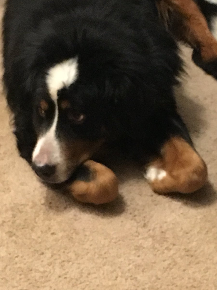 Melm771's tweet photo. 🚨 #Surgery to remove Poshas large fast growing tumor from side of his “wee” will be schedualed tomorrow morning for 2 weeks from now.  antibiotics must kick in.  Can you #help me save him?? Surgical est is 1200/1500.  He’s good boy
https://t.co/933K9FaF4B 
#dog #Vetbill #Cancer https://t.co/af77OwhrEW