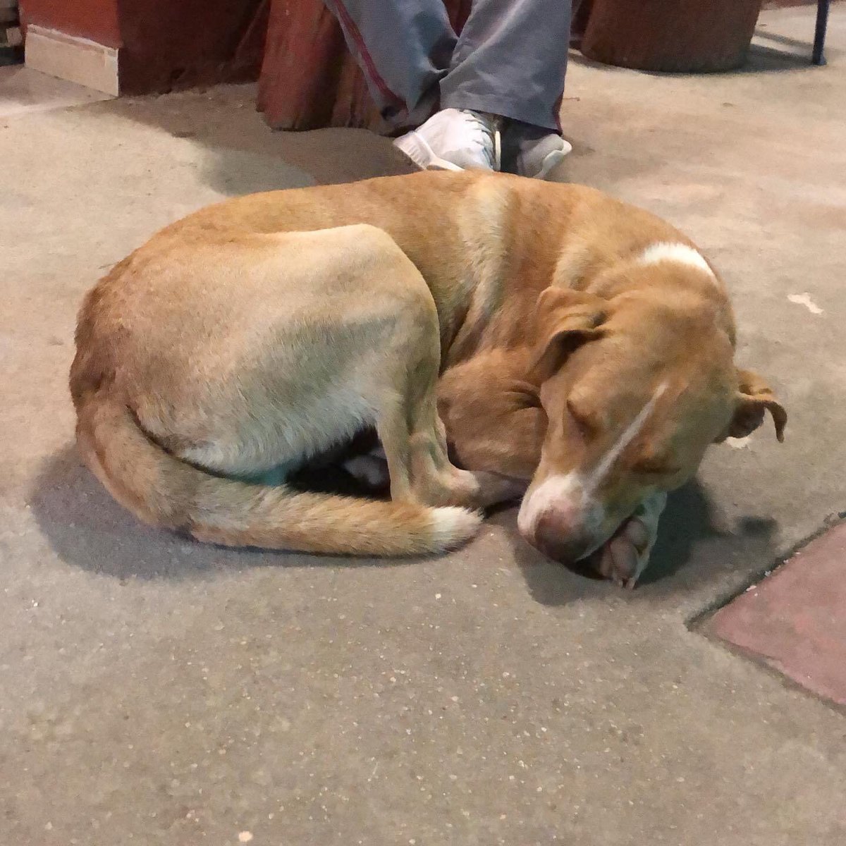 Sweet boy chilling on the street near the Marquesitas stand.
This gorgeous fur baby thankfully s well fed and is being looked after.
All #streetdogs deserve a loving forever home.
#RescueDogs #animalrescue #helpstreetdogs #animalwarrior