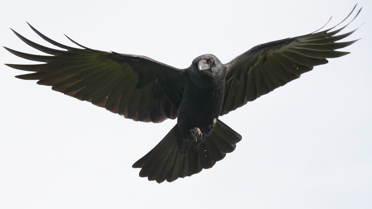 one last crow, wings spread, legs tucked in