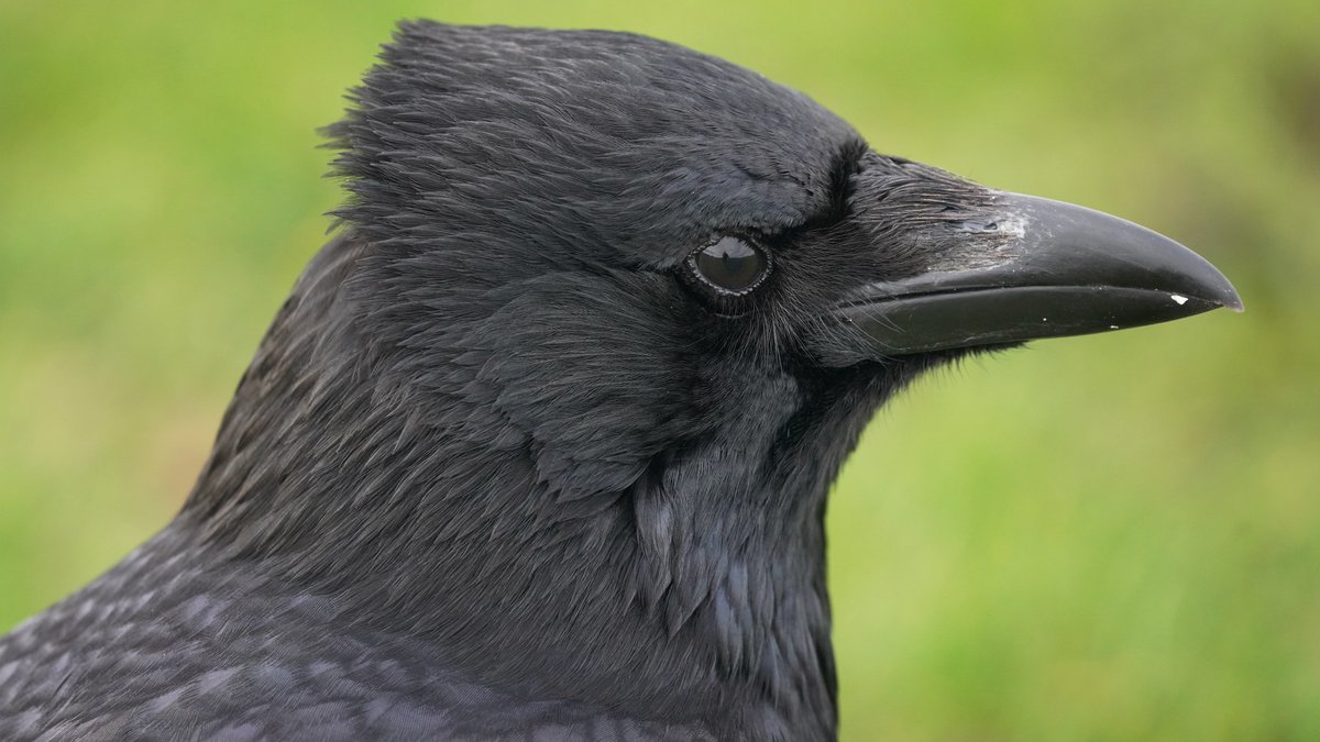 crow with head feathers pushed back