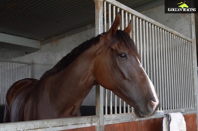 tonygollan's tweet image. Socialising is the 1st leg of assistant trainer Cav’s win multi tomorrow 🤞 That’s a lot of weight for her to carry 😂 What does trainer Tony Gollan think of her hopes? Find out in #TheFinalGallop 📽️ at vimeo.com/502890656 
⏩ Retweet for a chance to win a @sportsbetcomau 🎁