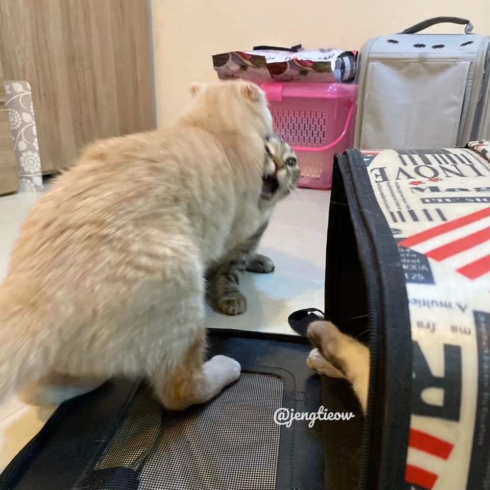 พี่เจ๋งน้องเตี๋ยวไม่ตีกันสิลูกกก tweet media
