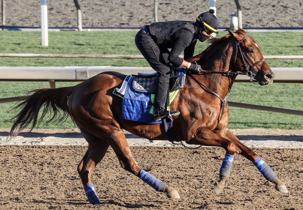 🏇 Rumbo a la <a href="/thesaudicup/">The Saudi Cup</a> 2021...!!! El “toro” CHARLATAN galopando en <a href="/santaanitapark/">Santa Anita Park</a> 
📷 @ErnieBPhoto93