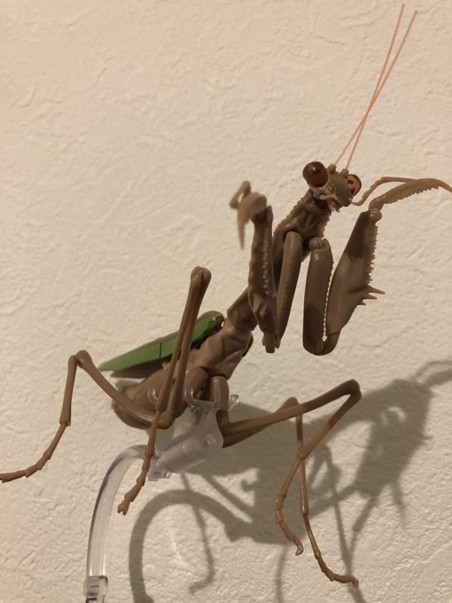 カマキリ 高画質 のtwitterイラスト検索結果