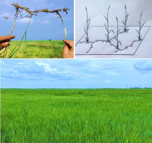 FunEcology's tweet photo. 📰New Paper!📰

🌾 How do clonal plants share resources in heterogenous and homogenous environments?

👀 Read the Plain Language Summary here:

#plantecology #resourcesharing #clonalplants
https://t.co/SpdbrlWfQB https://t.co/y9t9LPHsrX
