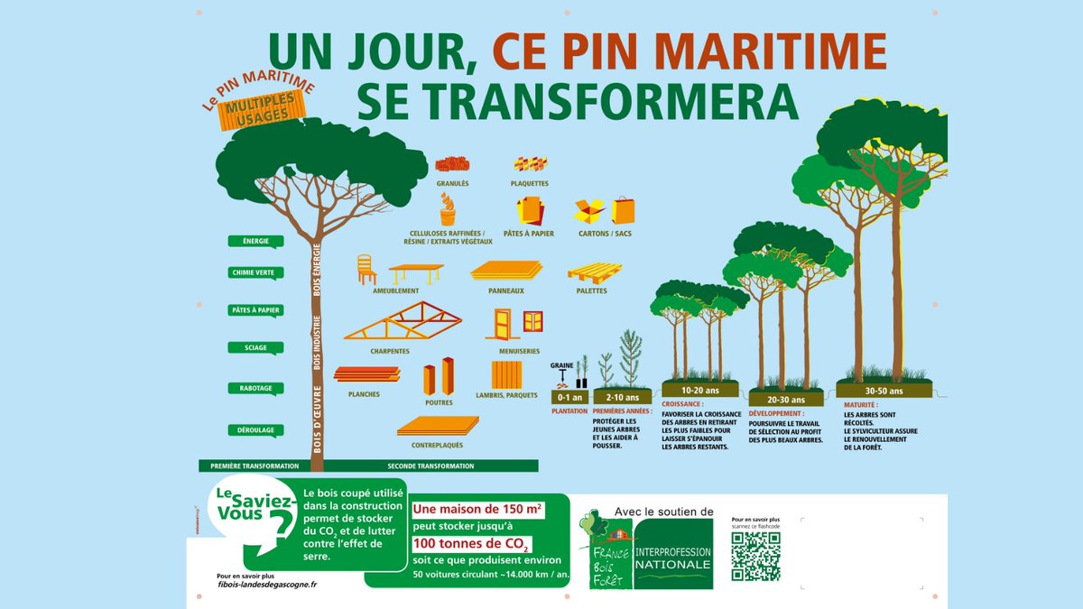 ActionBois's tweet photo. Un arbre, des usages : comprendre le devenir d'un #PinMaritime avec une infographie @FiboisLdeG  et @franceboisforet https://t.co/dpURm4H5N2
