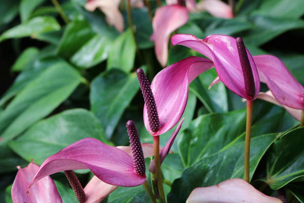 PhotographySvj's tweet photo. Visited @RHSWisley in October and saw these amazing plants in the #greenhouse They look like something from another planet! 
@The_RHS 
#RHS #RHSWisley #tropical #pink #purple #red #alien #otherworldly https://t.co/oTZxmNjNQl