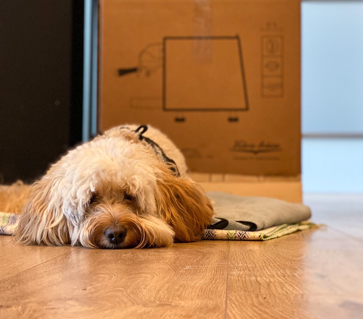 Don’t be sad little one, the #eagleoneprima is also available in Steelux, Black or White, so will look perfect in the kitchen next to your favourite bowl 🐶

#victoriaarduino 
#vamachinery