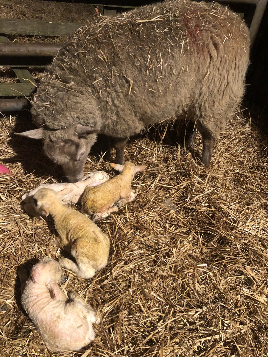 Wise Chapman Sheep tweet media