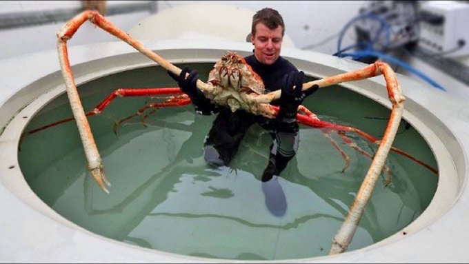 P.S. the big crab is a Japanese Spider Crab. The crab picture below was nearly 80 years old when this photo was taken. About as old as Bernie! Image from video:  http://ow.ly/FyGs30nonBI 