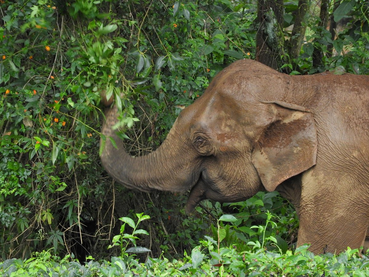 Brave, an adult female  #elephant who we first saw in July 2017 was beginning to spend more time close to human habitations. Grazing in the  #swamps or feeding on banana plants near houses. Image courtesy  @sreedharelephas