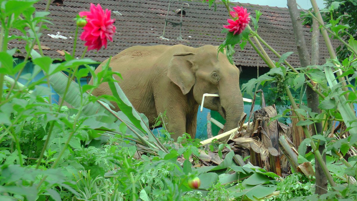 A giant wild  #elephant standing outside the house made people very uncomfortable. Usually, she did not show aggression when left alone and people could watch her from a distance, but when they tried to drive her away, things got difficult. Photo credit: Sedhumadhavan