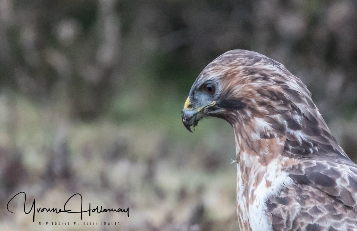 Buzzard at the edge of the Heath, searching for the worms on a chilly morning. Zoom lens used. @Natures_Voice @BBCSpringwatch @BBCEarth @WildlifeTrusts @wildlife_uk @CanonUKandIE #TwitterNatureCommunity @natureslover_s #BBCWildlifePOTD #eosrp @NewForestNPA