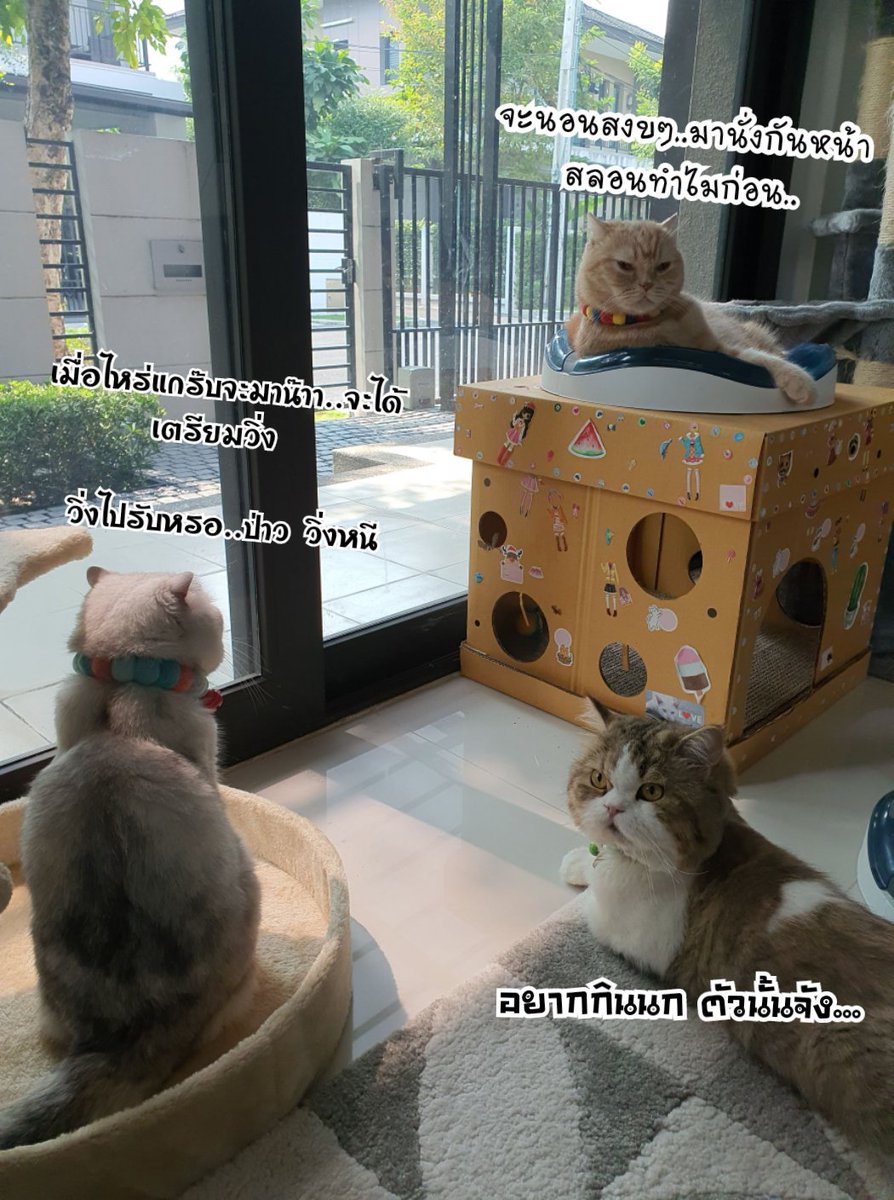 GerGiJackthecat's tweet photo. ตามนั้น..
#gingerthecat
#gigithecat
#jackjackthecat
#gergijackthecat
#cat #แมว #cutecat
#เจอร์จีแจ็ค https://t.co/ZBMkuqHaqp