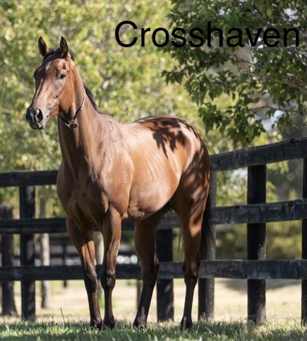 Kazza57gr's tweet photo. Vote for Crosshaven in the All Star Mile race ! He’s a real champ! https://t.co/hHLqmHwDcd