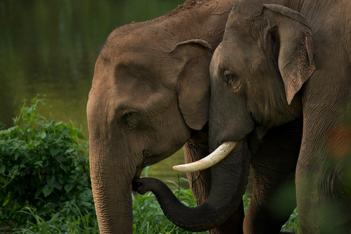 She recovered slowly and continued to spend time with her herd and many other elephants on the plateau. #elephants  #Valparai