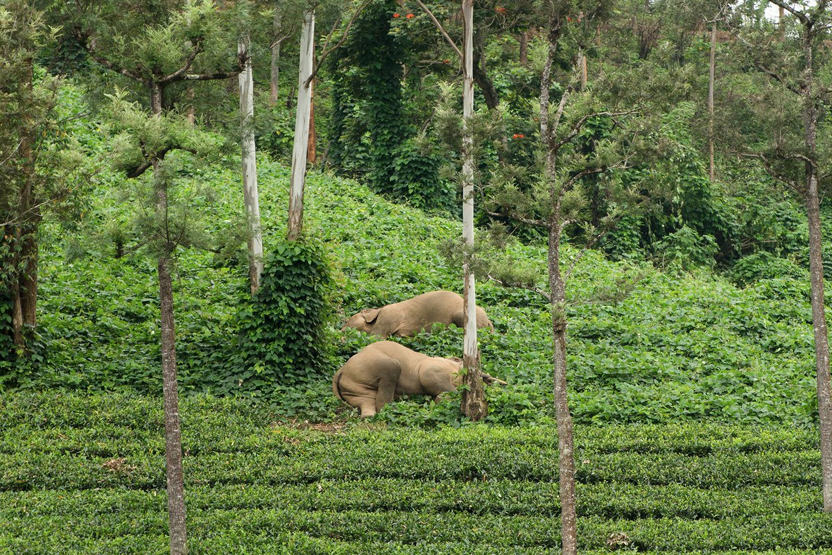 She recovered slowly and continued to spend time with her herd and many other elephants on the plateau. #elephants  #Valparai