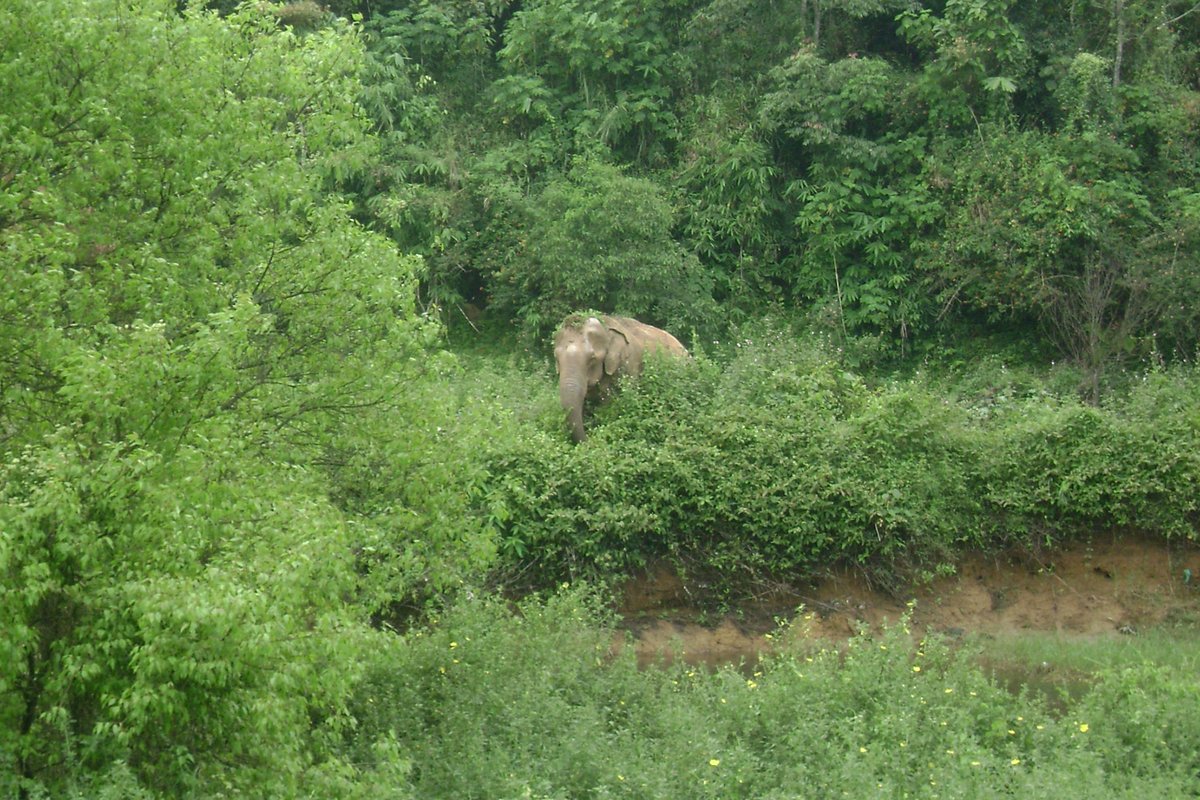 It was not hard to figure out who had caused the damage when we saw them the next morning (note the evidence on the forehead). #elephants  #Valparai