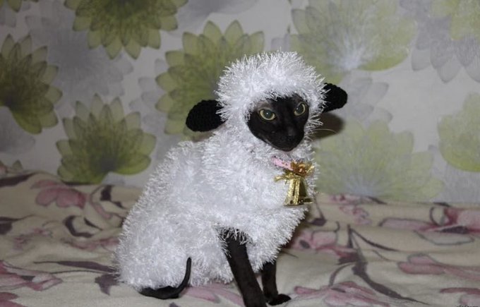 Meowbeja https://t.co/ykVbIZP171<a href="/tag/nuevafotodeperfil"class="tags"><span>#nuevafotodeperfil</span></a>