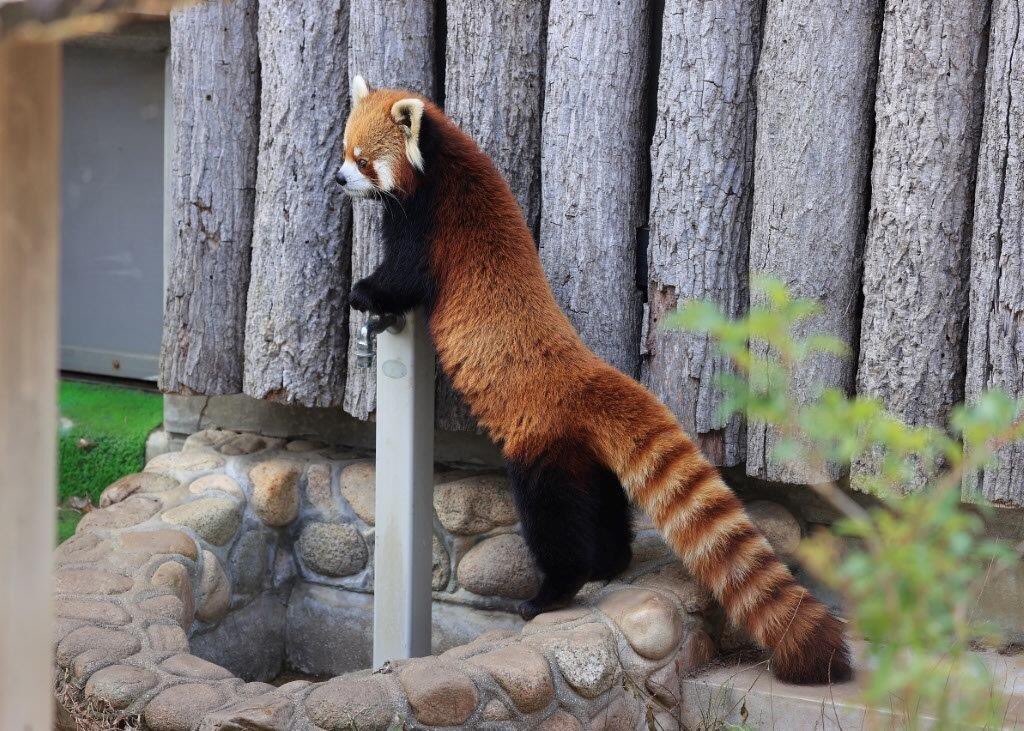falcon_tenor's tweet photo. ジャズくん、腕立て伏せを頑張ってます。
#王子動物園 #ojizoo #神戸 #kobe
#レッサーパンダ #redpanda
#JASSKALL https://t.co/fQDxGAUbwr