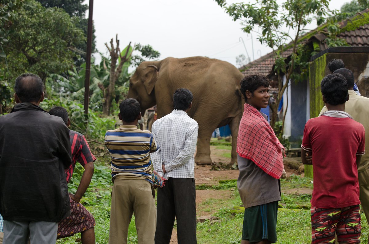 She began spending more time around human habitations feeding on plantain/ jackfruits.Damage to buildings reduced & people began to tolerate her. The locals named her ‘Singari’ the beautiful one. With time, people became more tolerant and even fond of her. Photo  @sreedharelephas