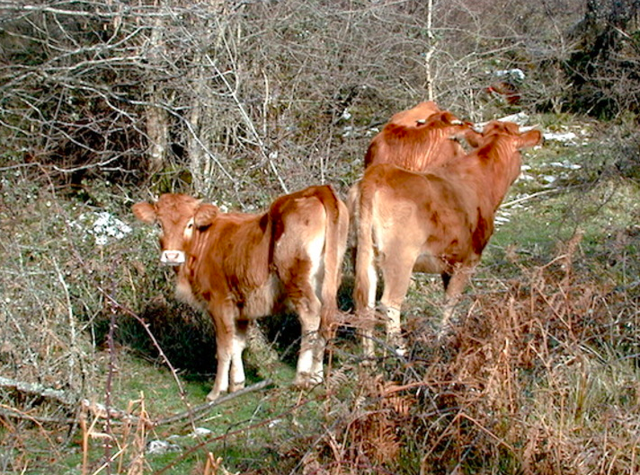 Arranomendin hiru Betizu hilik eta zatikaturik atzeman dituzte. Behi salbaiaren arraza babesteko neurriak plantan emateko beharra mahai gainean da
kazeta.eus/fr/info_kz/202…