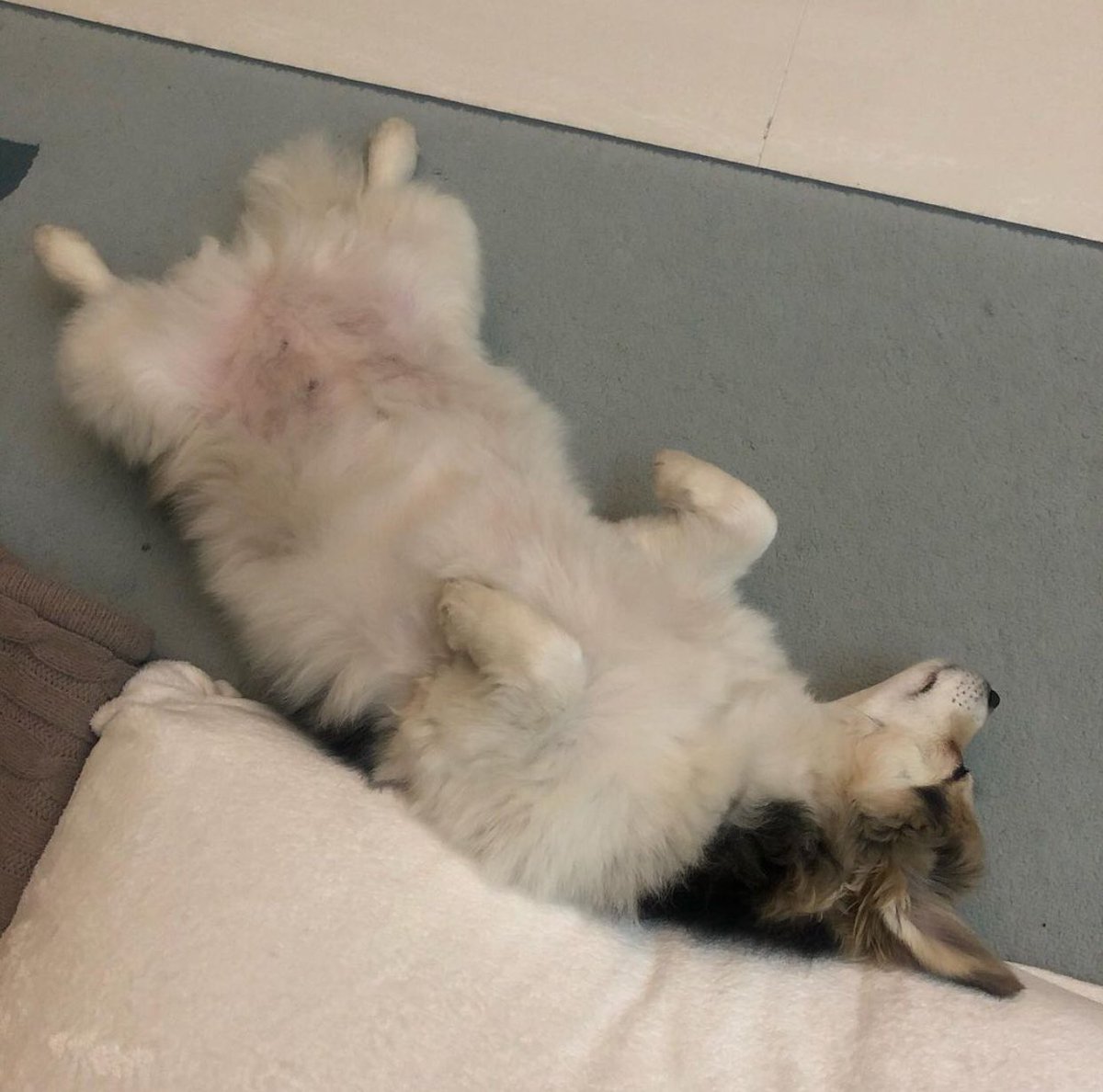 mo0nbaby__'s tweet photo. Kihyun visited their friend’s house to play with their pets but their fluffy friends were tired to entertain them lol https://t.co/hpZc0erDP9