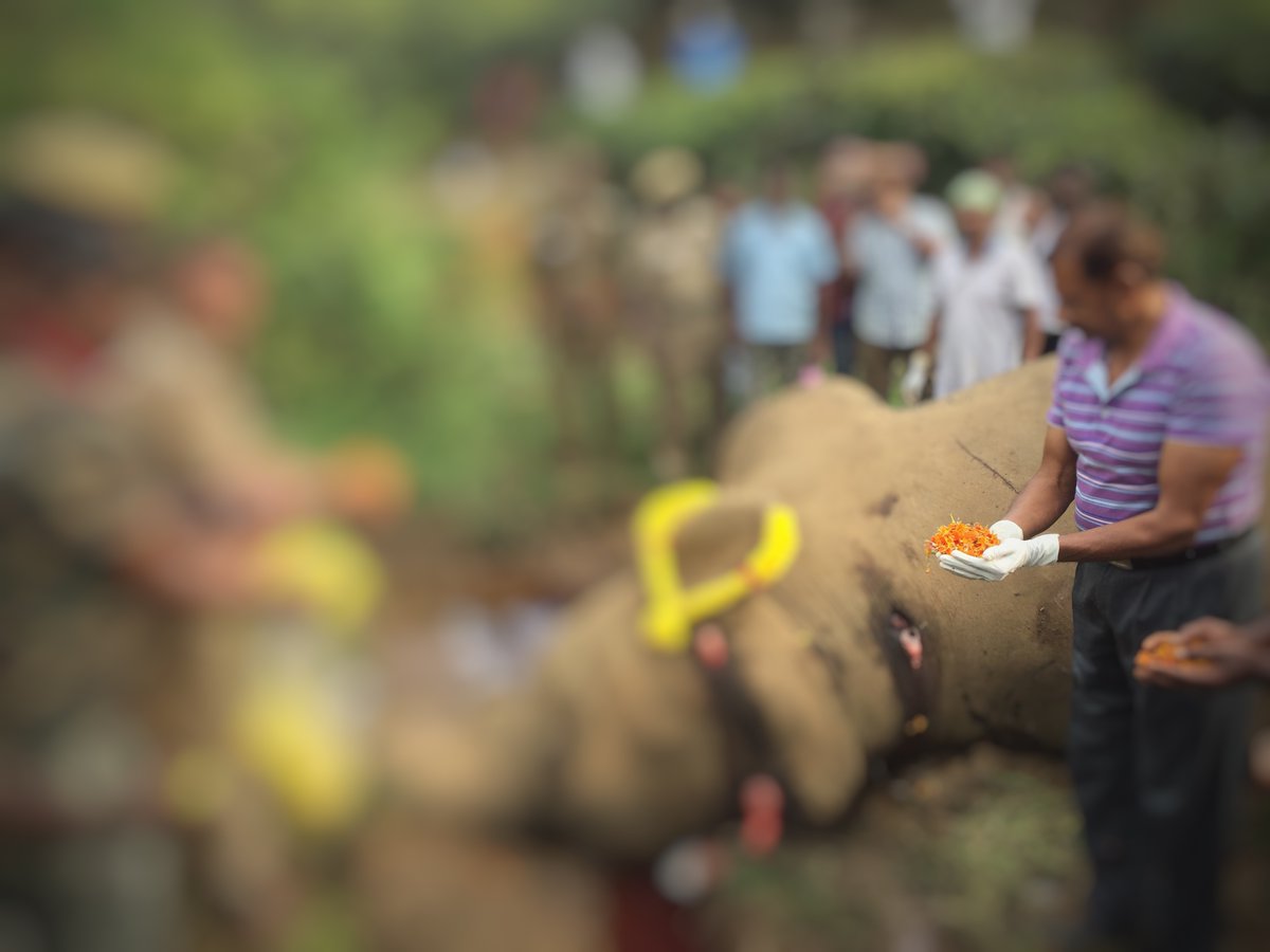 Monica breathed her last on 21 Jan ‘18 when she was gored by another wild elephant. Yesterday marks 3 years of her passing. People gathered from various parts of the Plateau; tears rolled down the cheek of many who admired her as they exchanged memorable encounters with her.