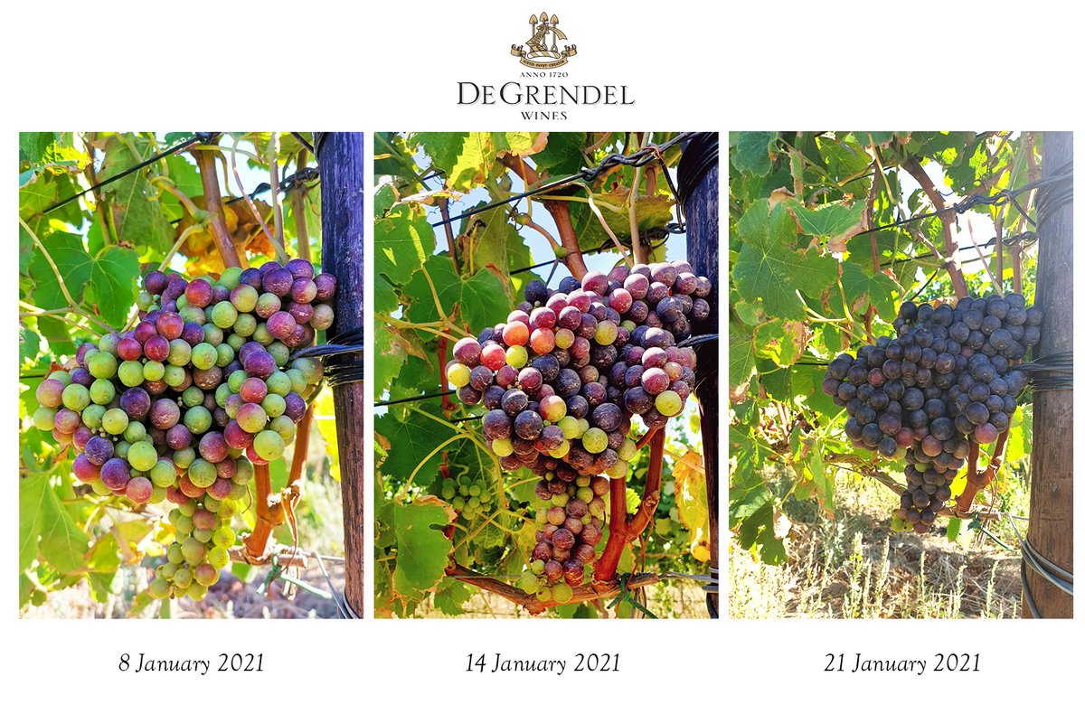 De Grendel Wines tweet media