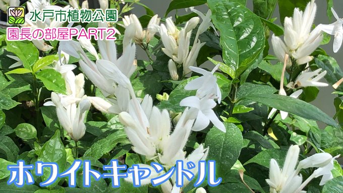 水戸市植物公園 Mito Botanical Page 4 Twilog