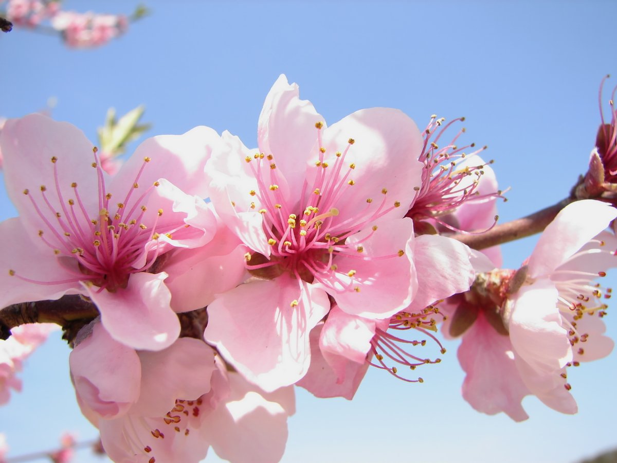 大阪産 もん 八尾市特産物ポータルサイト 八尾特産物net 八尾若ごぼう はじめ 八尾えだまめ や紅たで 花き 花木の等の特産物の紹介や そのレシピ 販売店 飲食店のご案内等盛りだくさん ネット販売を楽しんだり コロナ収束後のお出かけ