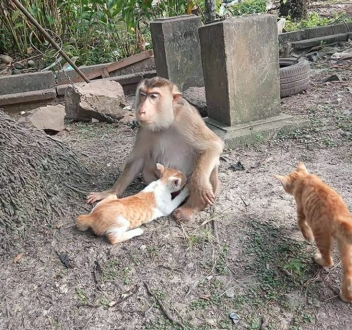 ulat_bulu_bulu's tweet photo. "Kau ni takde mak sendiri ke? Aku ni penat tau." https://t.co/01yC70Gh9C