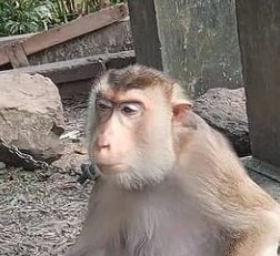 ulat_bulu_bulu's tweet photo. "Kau ni takde mak sendiri ke? Aku ni penat tau." https://t.co/01yC70Gh9C